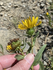 Grindelia stricta stricta