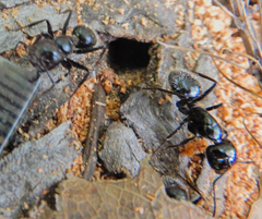 Camponotus laevissimus