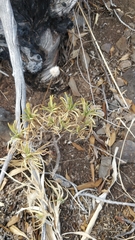 Plantago arborescens subsp. maderensis image