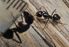 Camponotus laevissimus