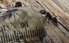 Camponotus laevissimus