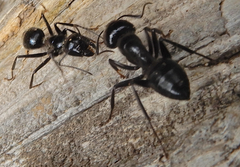 Camponotus laevissimus