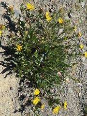 Grindelia stricta stricta