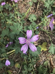 Malva sylvestris