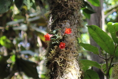 Dendrobium cuthbertsonii