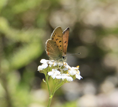 Tharsalea dorcas sangremar