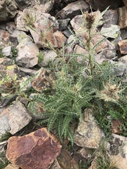 Cirsium scopulorum
