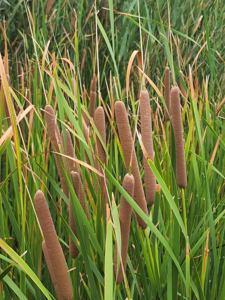 southern cattail from Whitney, NV, USA on August 14, 2022 at 03:45 PM ...