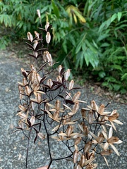 Toona ciliata, recorded fruiting