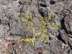 Acarosporomycetidae