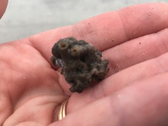 Phragmatopoma caudata