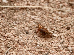 Euphydryas anicia capella