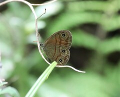 Euptychia rubrofasciata