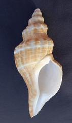 Australaria bakeri