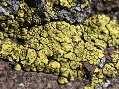Acarosporomycetidae