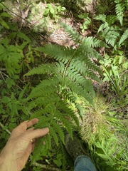 Dryopteris celsa