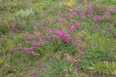 Swainsona campylantha