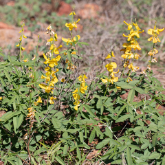 Crotalaria dissitiflora