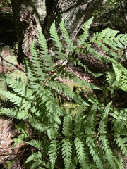 Dryopteris celsa