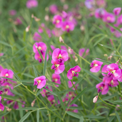 Swainsona campylantha