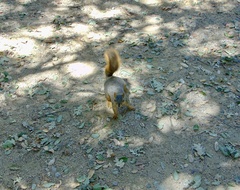 Sciurus niger