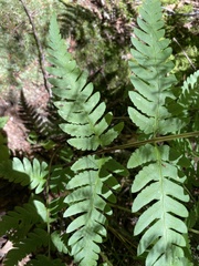 Dryopteris celsa