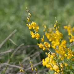 Crotalaria dissitiflora