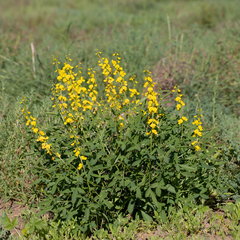Crotalaria dissitiflora