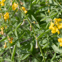 Crotalaria dissitiflora