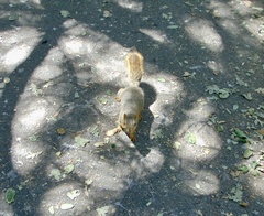 Sciurus niger