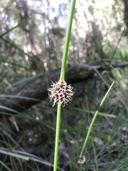 Chorizandra cymbaria