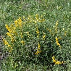 Crotalaria dissitiflora