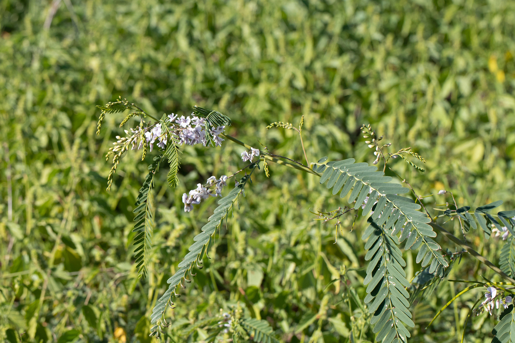 Sesbania brachycarpa F.Muell.
