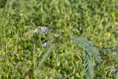 Sesbania brachycarpa