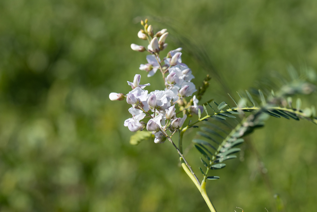 Sesbania brachycarpa F.Muell. 2