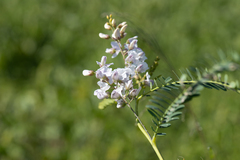 Sesbania brachycarpa