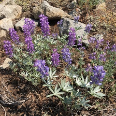 Lupinus obtusilobus