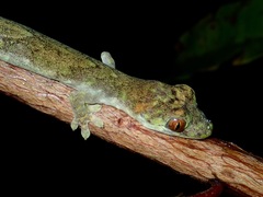 Philippine False Gecko photo 2