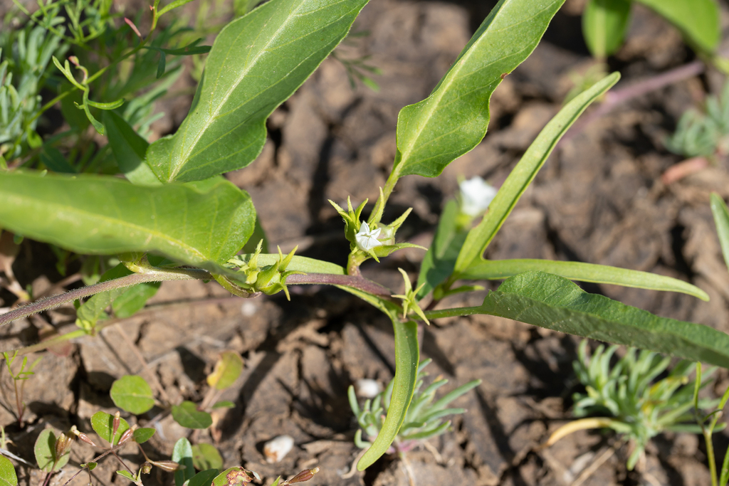 Ipomoea lonchophylla; photograph (c) Kym Nicolson, some rights reserved (CC BY)