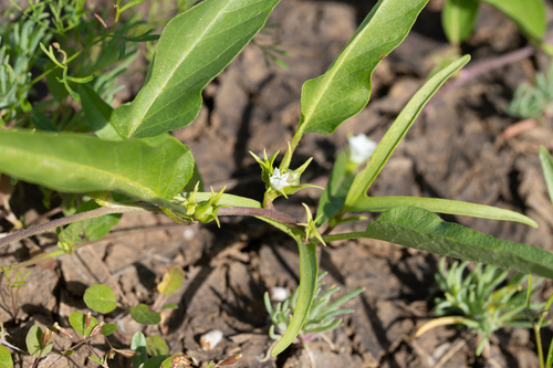 Common Cow-vine (Ipomoea lonchophylla)