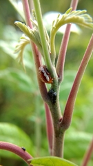 Blepharida