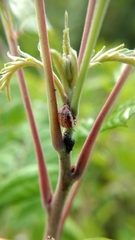 Blepharida