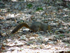 Sciurus niger