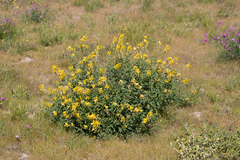 Crotalaria dissitiflora
