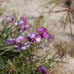 Swainsona campylantha