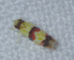 Erythroneura integra