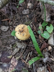 Russula amerorecondita