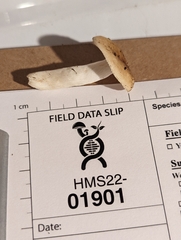 Russula amerorecondita