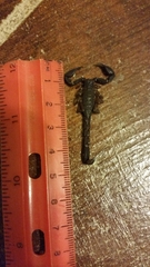 Pseudouroctonus reddelli