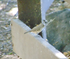 Baeolophus inornatus